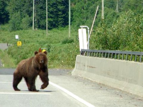 Kártérítést kapnak a vadállatok által megrongált autók tulajdonosai