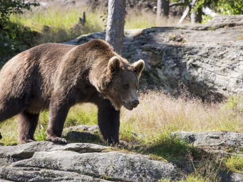 Megsebesített a medve egy juhászt Hargita megyében