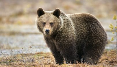 Kovászna megyei csendőrség: mit tegyünk, ha medvével találkozunk?