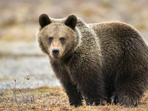 Kihívták a csendőröket, hogy kergessenek el egy medvét a csíkszeredai kórháztól