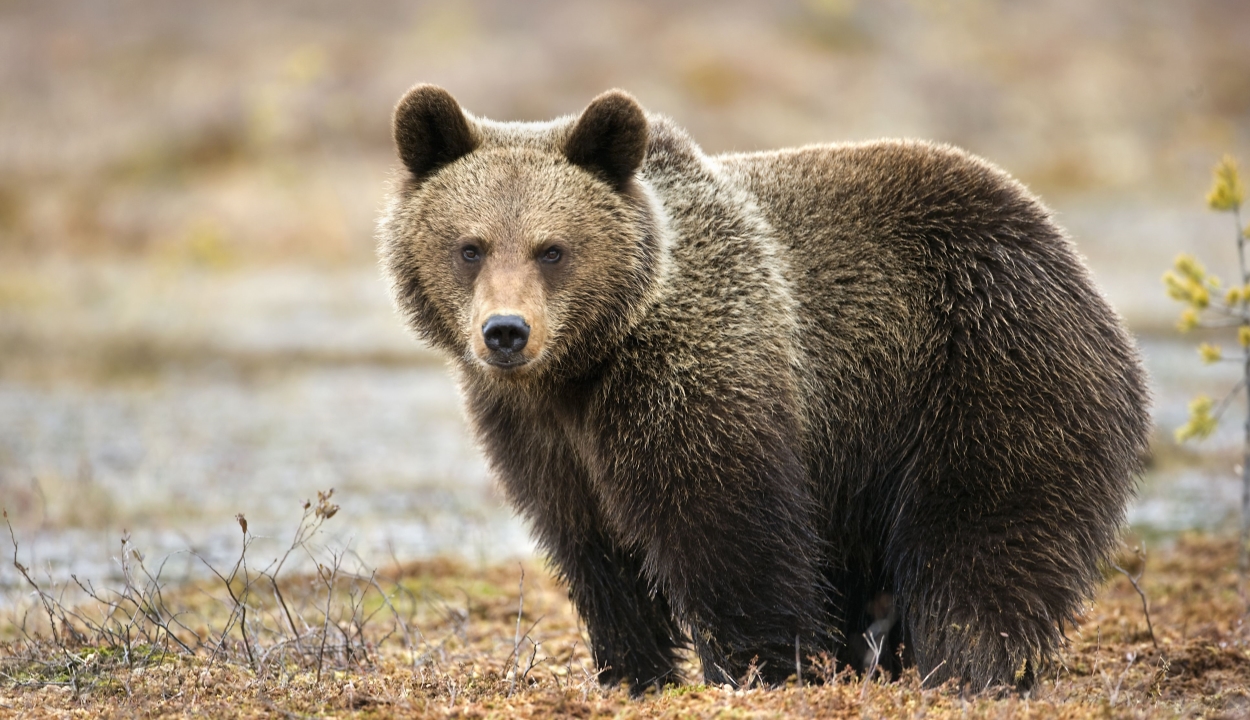 Két nap alatt két medvét gázoltak el erdélyi utakon