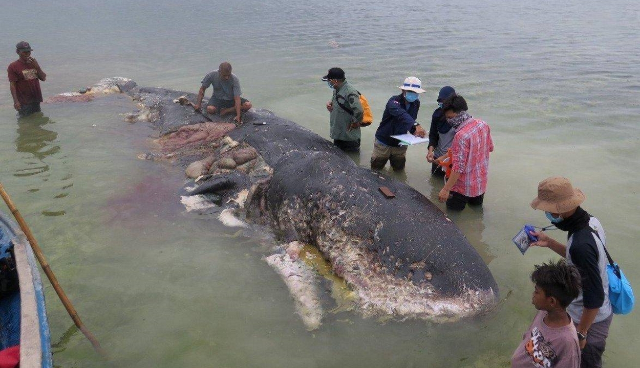 Hat kiló műanyagot találtak egy elpusztult bálna gyomrában