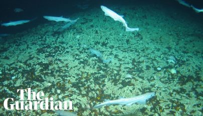 Hatalmas cápakeltetőre bukkantak az Atlanti-óceánban