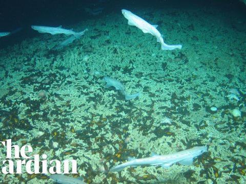 Hatalmas cápakeltetőre bukkantak az Atlanti-óceánban