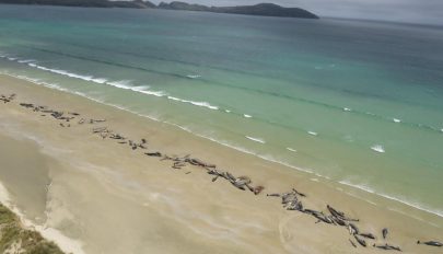 145 delfin vetődött partra és pusztult el Új-Zélandon
