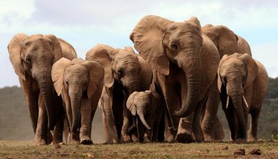 Elefántkölyköt mentettek meg az orvvadászok csapdájából