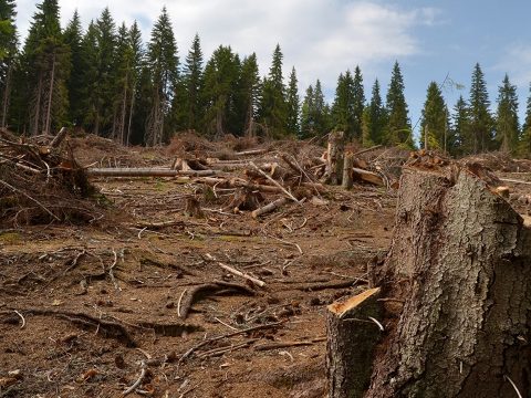 1,2 millió köbméter faanyag tűnt el az elmúlt öt évben a romániai nemzeti parkokból