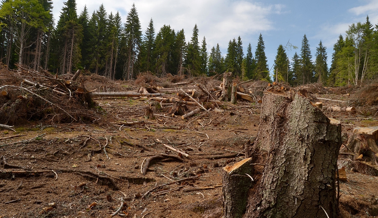 Az uniós tagországok összefogást sürgetnek az erdőirtás megállítása érdekében