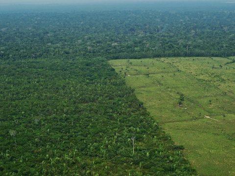 10 éve nem irtottak ki ennyi erdőt az Amazonas-medencében