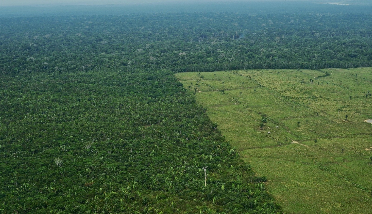 10 éve nem irtottak ki ennyi erdőt az Amazonas-medencében