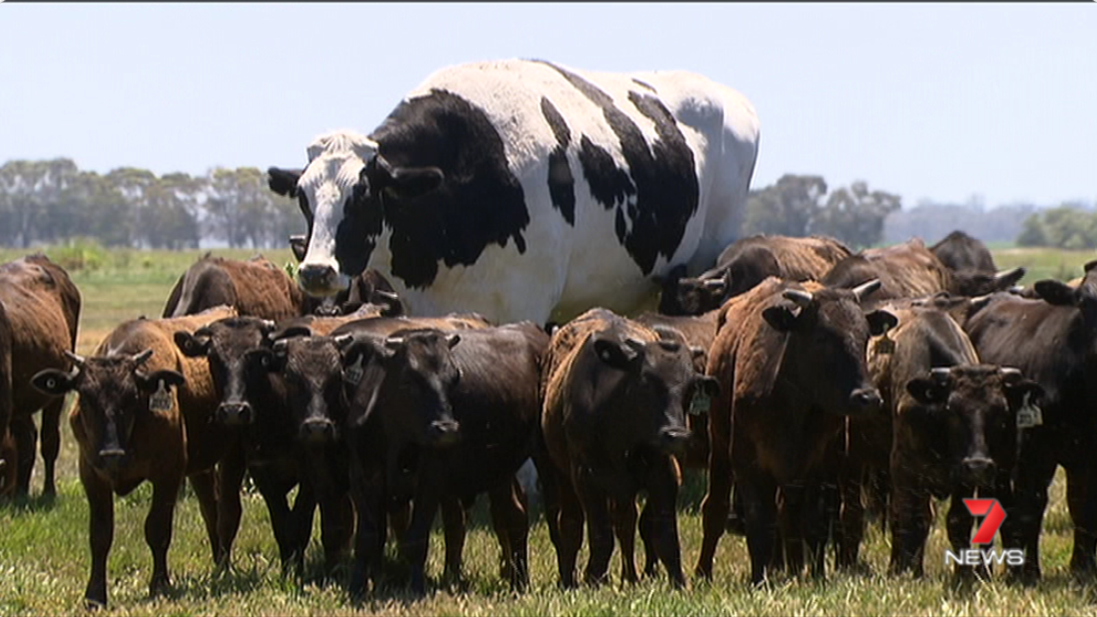 Ausztráliában él a világ legnagyobb marhája