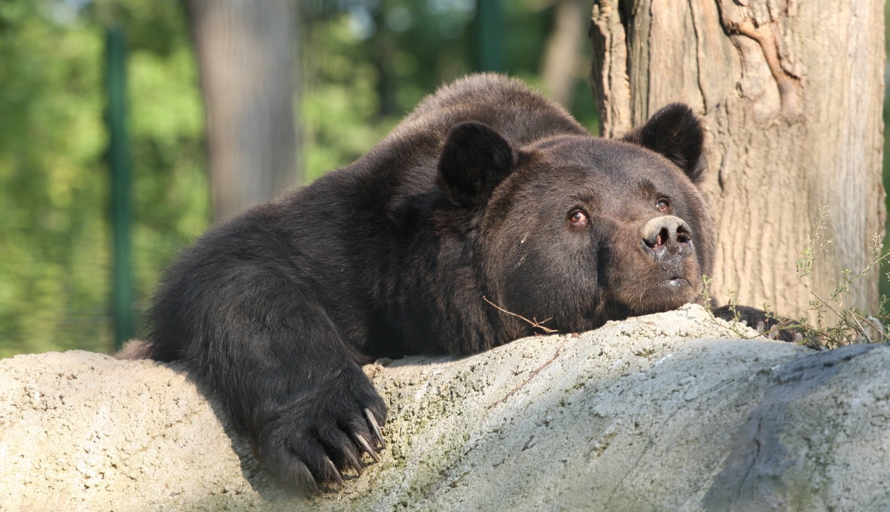 Elpusztult Max, Románia legtöbbet szenvedő medvéje