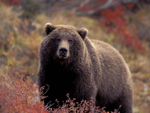 Medvéket gázoltak el Szeben megyében, ellenőrizhetetlenné vált a helyzet