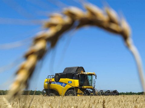 44 százalékkal kevesebb gabona termett idén Romániában, mint 2019-ben