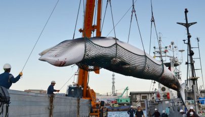 Japán 30 év után újra engedélyezi a bálnavadászatot
