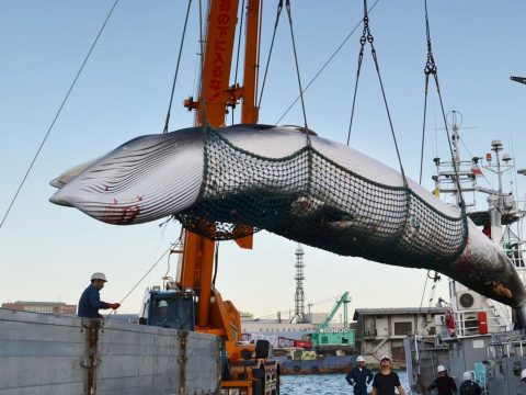 Japán 30 év után újra engedélyezi a bálnavadászatot