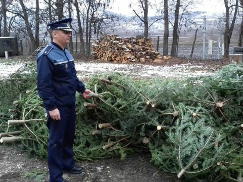 Több mint kilencezer karácsonyfának szánt fenyőt kobozott el a rendőrség