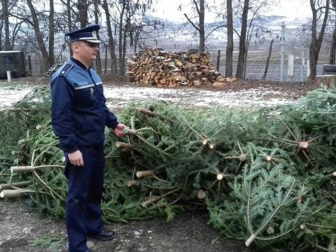 Lekenyerező karácsonyfák