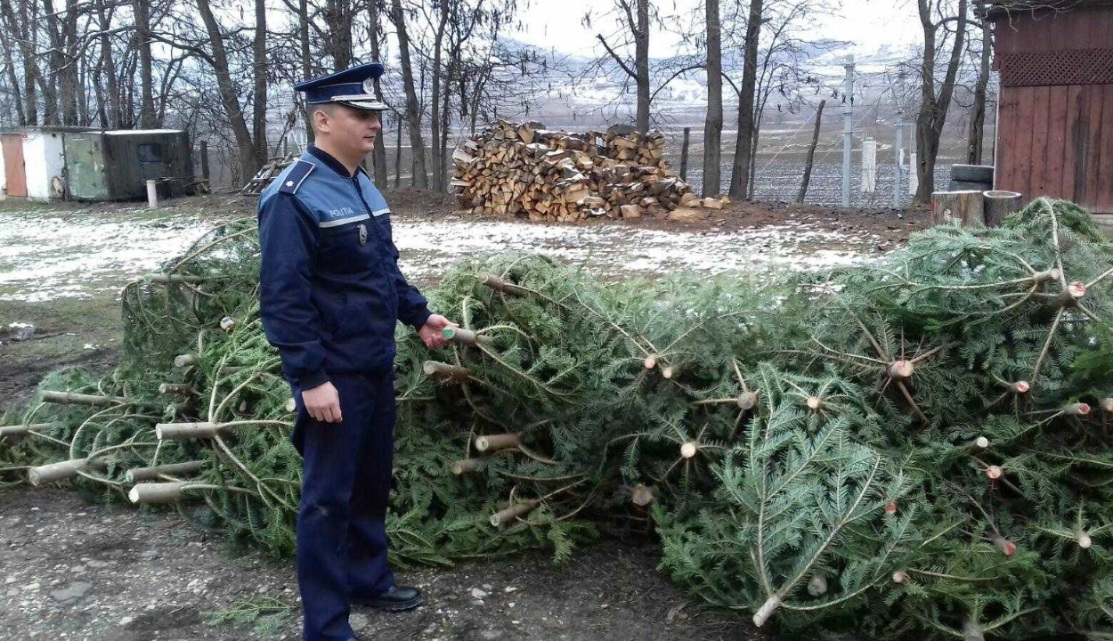 Több mint kilencezer karácsonyfának szánt fenyőt kobozott el a rendőrség