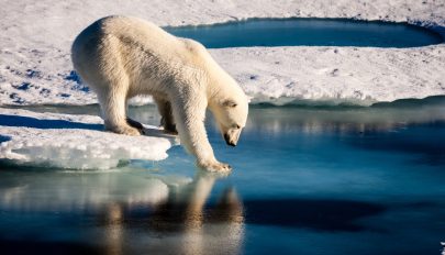 Hivatalos rekord: 38 Celsius-fokot mértek tavaly az Északi-sarkvidéken