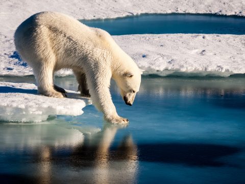 Rekordsebességgel melegszik az Északi-sarkvidék