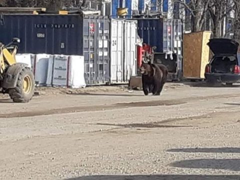 Medvét láttak a brassói Coresi bevásárlóközpont közelében