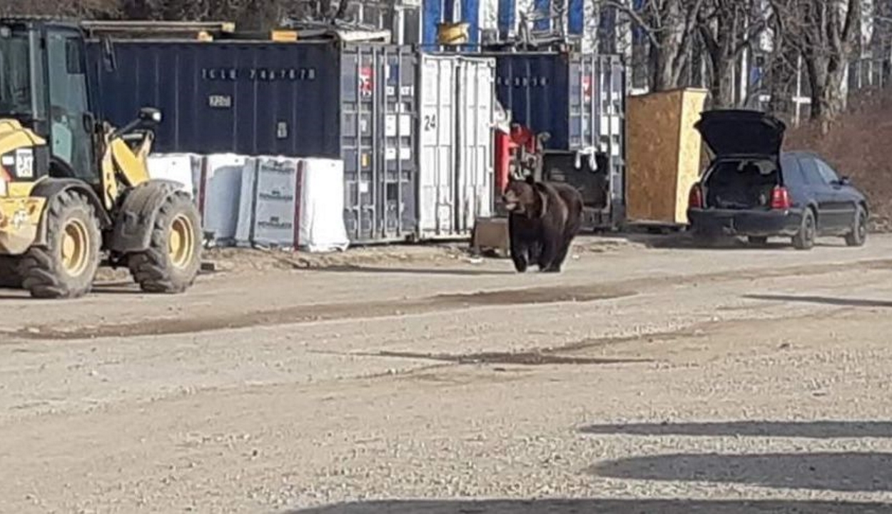 Medvét láttak a brassói Coresi bevásárlóközpont közelében