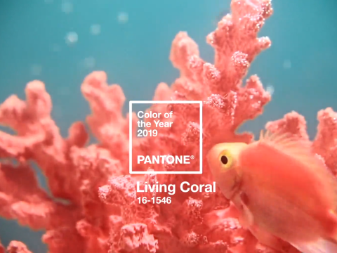 Az élő korall 2019 divatszíne