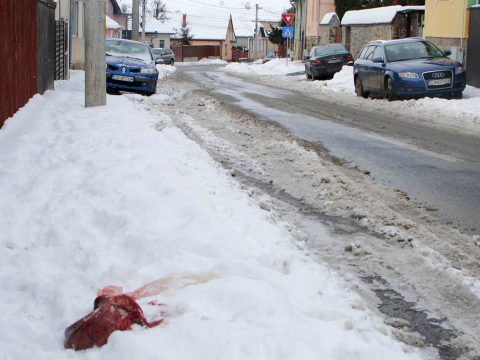 Megnyúzott tetem a Kender utcában