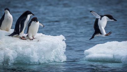 Először mértek 20 Celsius-fok fölötti hőmérsékletet az Antarktiszon