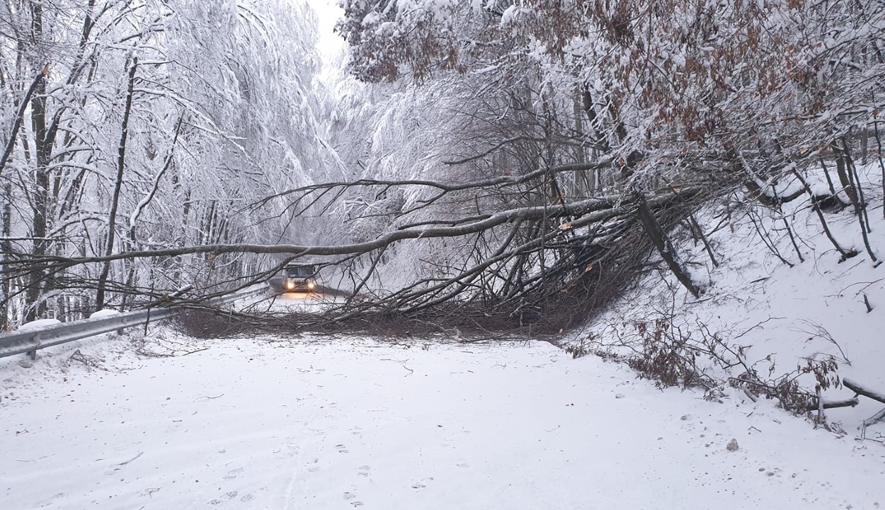 Több száz útmenti fát kivágnak Hargita megyében, mert a hó súlyától az úttestre dőlhetnek