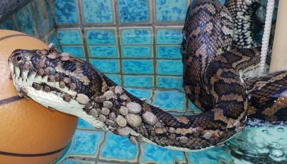 Több mint 500 kullancsot távolítottak el egy óriáskígyóról Ausztráliában