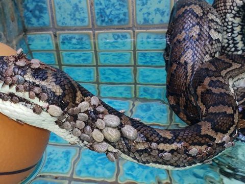 Több mint 500 kullancsot távolítottak el egy óriáskígyóról Ausztráliában