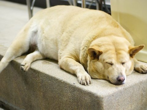 Az elhízott kutyák rövidebb életűek