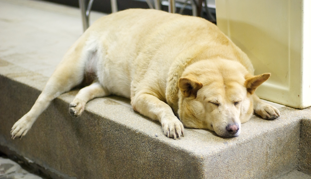 Az elhízott kutyák rövidebb életűek