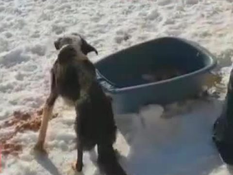Csaknem húsz kutya tetemére bukkantak egy illegális állatmenhelyen