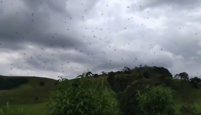 „Repülő” pókok jelentek meg brazil kisvárosban