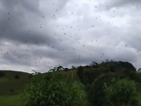 „Repülő” pókok jelentek meg brazil kisvárosban