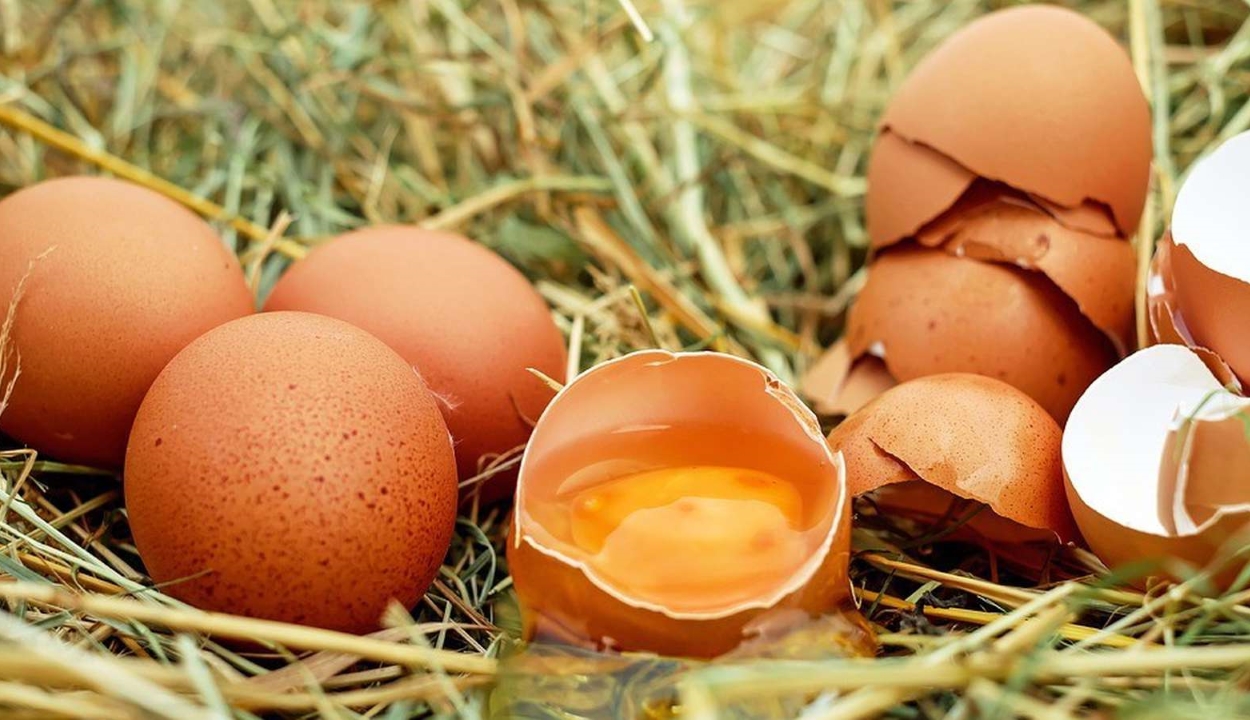 Génszerkesztett tyúkok tojásából készítenek rákgyógyszert