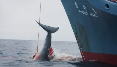 Kilónként 165 eurót is adtak a trópusi bálna húsáért Japánban