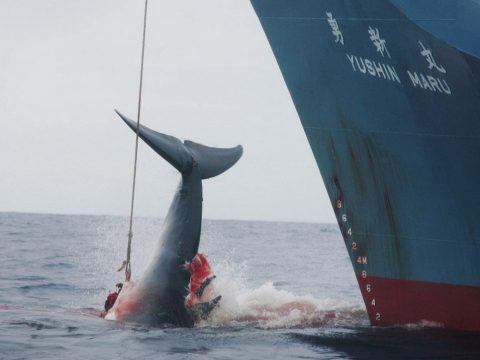 Korlátok nélküli bálnavadászatba kezdenek a japánok