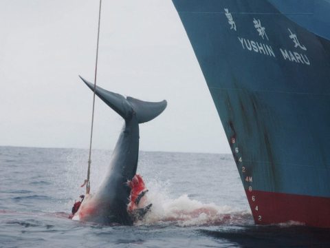 Kilónként 165 eurót is adtak a trópusi bálna húsáért Japánban