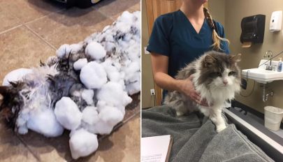 Szinte teljesen jéggé fagyott macskát mentettek meg az Egyesült Államokban