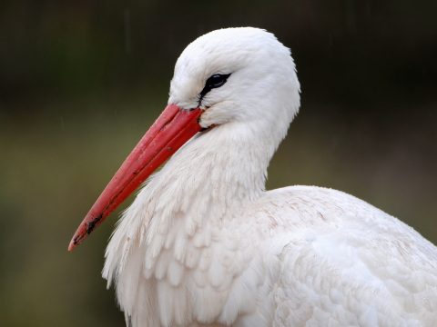 Kíváncsi őzgida kukkantott be a fehér gólyák fészkébe