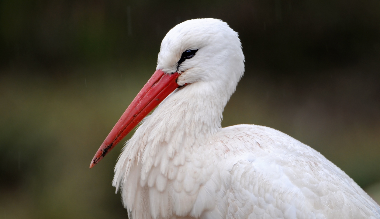 A klímaváltozás hatására egyre több gólya marad itthon télen
