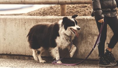 Teheránban bűncselekménynek minősül, ha valaki a parkban sétáltatja a kutyáját