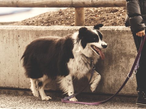 Teheránban bűncselekménynek minősül, ha valaki a parkban sétáltatja a kutyáját