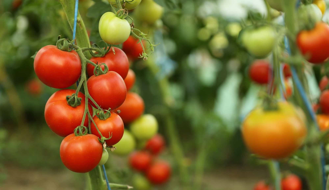 Más zöldségekre is kiterjeszti a Paradicsom programot a mezőgazdasági minisztérium