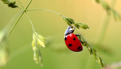 A mobiltelefonok sugárzása miatt is pusztulhatnak a rovarok