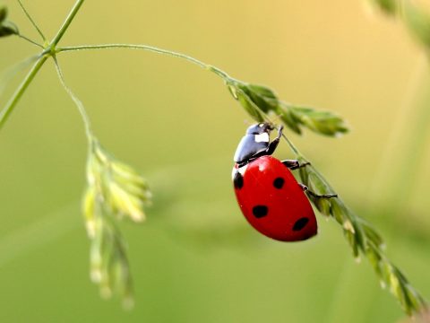 Vészesen pusztulnak a rovarok, a tudósok egyelőre nem értik, hogy miért